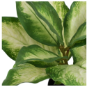 Planta Dieffenbachia Verde-Blanco 42 X 42 X 52 CM